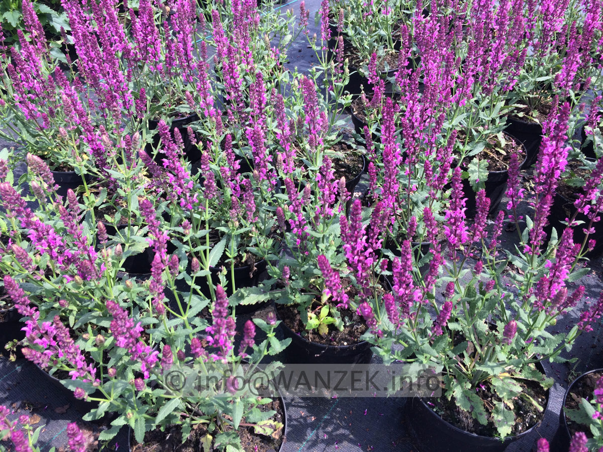 Salvia nemorosa Pink Friesland 01.JPG